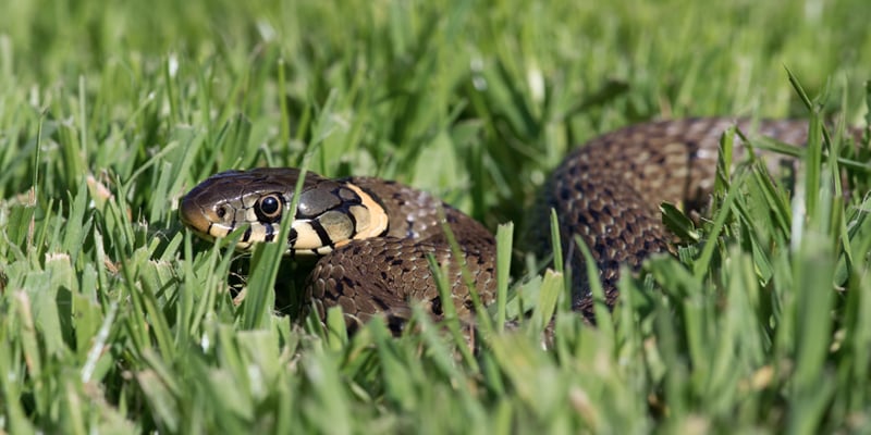 safety-wildlife-snake-grass